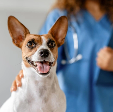 Atenci&oacute;n veterinaria integral y diagn&oacute;stico certero en CVES